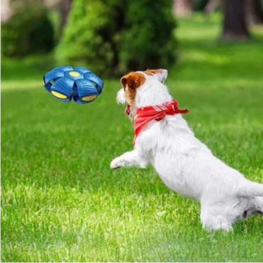 DogFri™ DiscBall 1+1 GRATIS - Doggy Skiv Boll Husdjursleksak