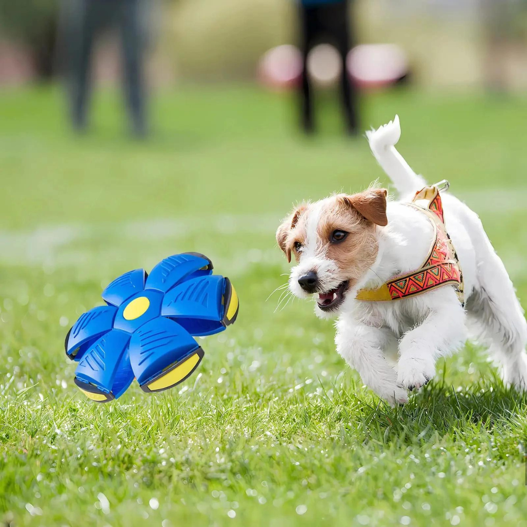 DogFri™ DiscBall 1+1 GRATIS - Doggy Skiv Boll Husdjursleksak